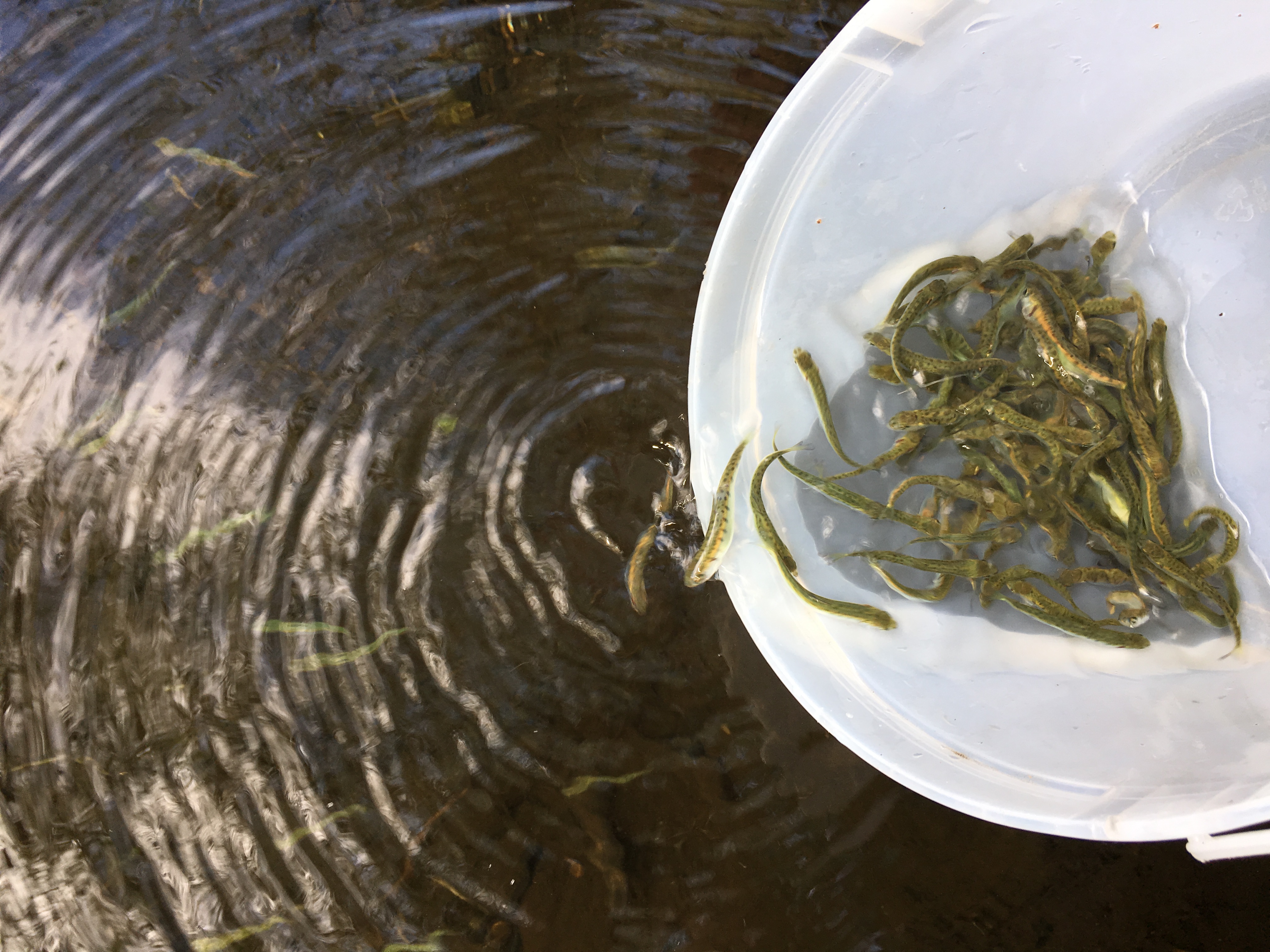 Youth releasing chum salmon fry into Chilliwack Creek from Skowkale FIsh Hatchery