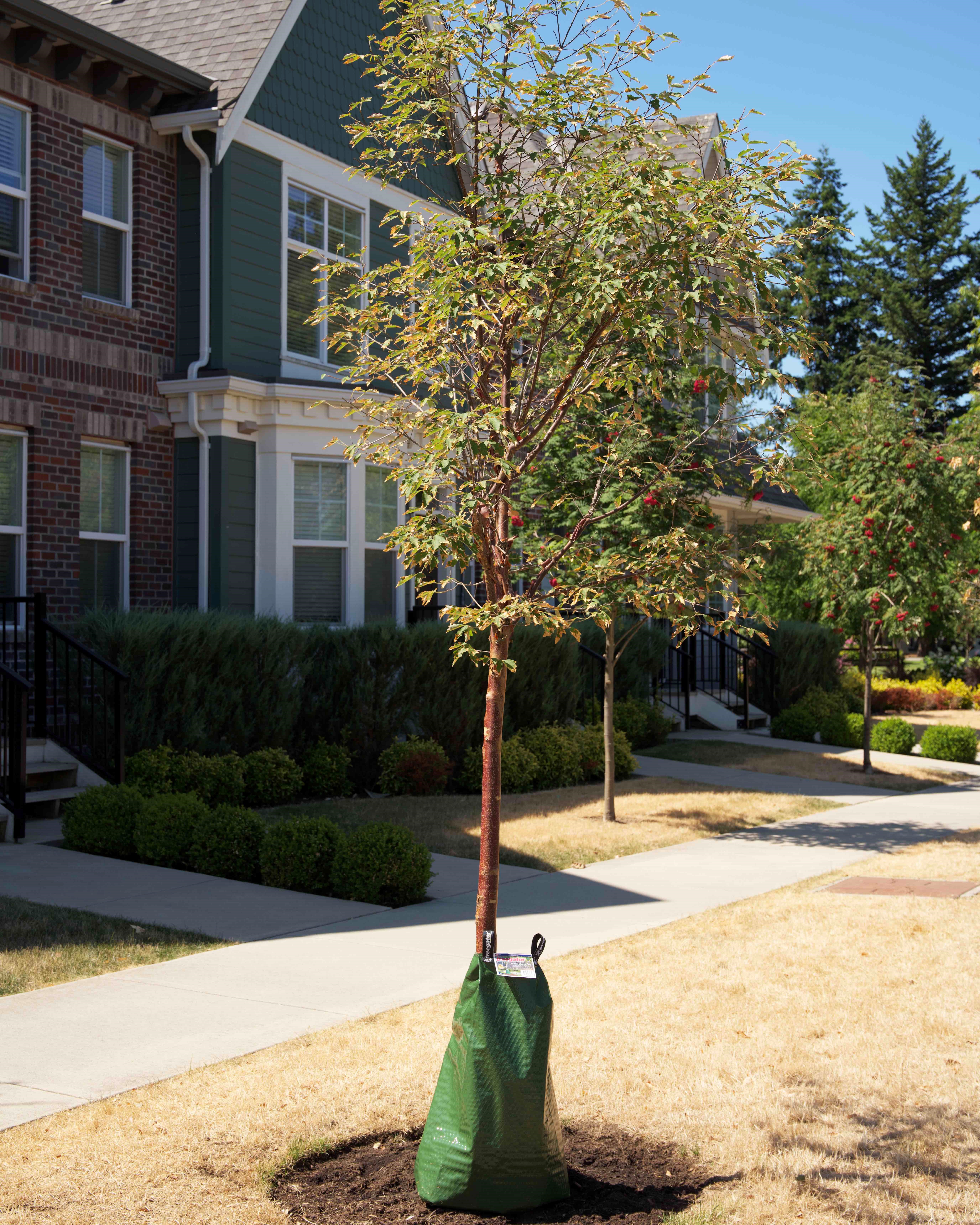 A street tree with a green water bag.
